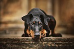 lying Doberman Pinscher