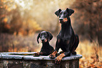 Dobermans