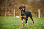 standing Doberman Pinscher Puppy