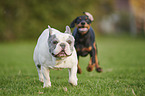 Doberman Pinscher Puppy with French Bulldog