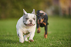 Doberman Pinscher Puppy with French Bulldog