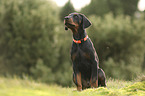 sitting Doberman Pinscher