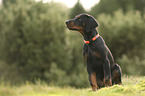 sitting Doberman Pinscher