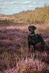 Doberman Pinscher in the heath