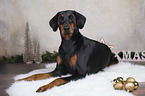 lying Doberman Pinscher