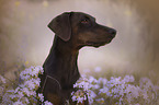 Doberman Pinscher portrait