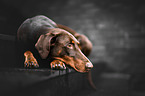 lying Doberman Pinscher