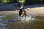 Doberman Pinscher in the water