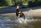 Doberman Pinscher in the water