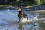 Doberman Pinscher in the water