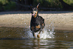 Doberman Pinscher in the water