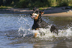 Doberman Pinscher in the water