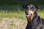 Doberman Pinscher in the summer