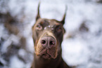 Doberman Pinscher in winter