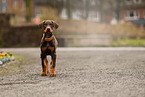 young Doberman Pinscher