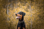 Doberman Pinscher