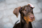 Doberman Pinscher