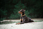 Doberman Pinscher