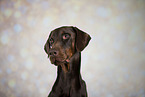 Doberman Pinscher