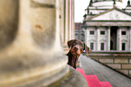 young Doberman Pinscher