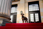 young Doberman Pinscher