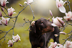 young Doberman Pinscher