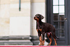 young Doberman Pinscher