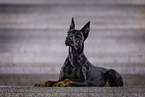 male Doberman Pinscher