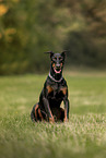 male Doberman Pinscher