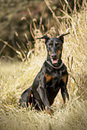 male Doberman Pinscher