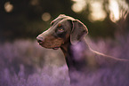 adult Doberman Pinscher