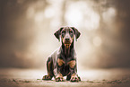 Doberman Pinscher Puppy