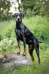 Doberman Pinscher