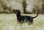 Doberman Pinscher