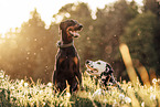 Dalmatian and Doberman Pinscher