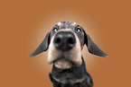 young Doberman Pinscher