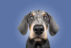 young Doberman Pinscher