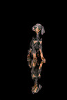 young Doberman Pinscher