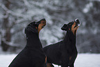 Doberman Pinscher