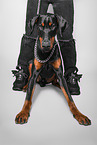 Doberman Pinscher