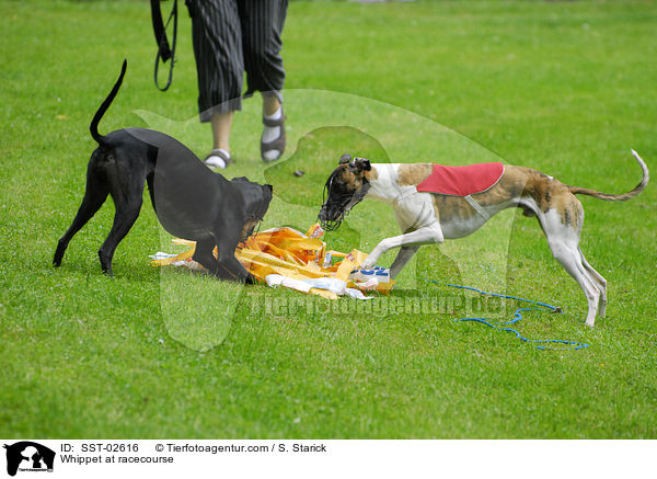 Whippet at racecourse / SST-02616