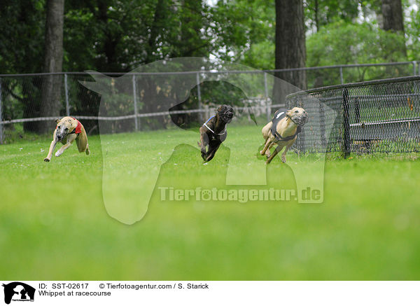 Whippet auf Rennbahn / Whippet at racecourse / SST-02617