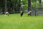 Whippet at racecourse