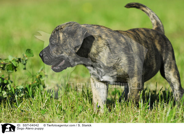 Dogo Alano Welpe / Dogo Alano puppy / SST-04042