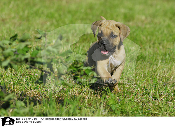 Dogo Alano puppy / SST-04046