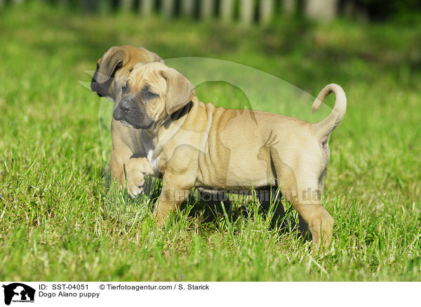 Dogo Alano puppy / SST-04051