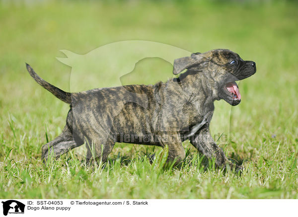 Dogo Alano Welpe / Dogo Alano puppy / SST-04053