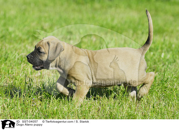 Dogo Alano Welpe / Dogo Alano puppy / SST-04057