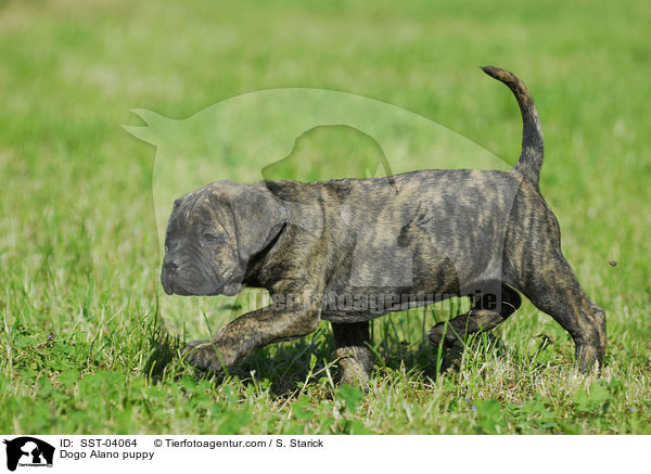 Dogo Alano Welpe / Dogo Alano puppy / SST-04064