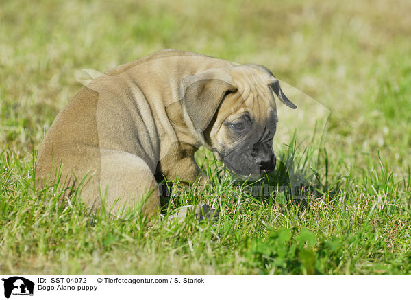 Dogo Alano puppy / SST-04072